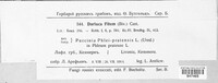 Sphaerellopsis filum image